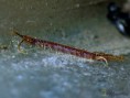 /album/scolopendromorpha/scolopendra-sp-1-jpg/